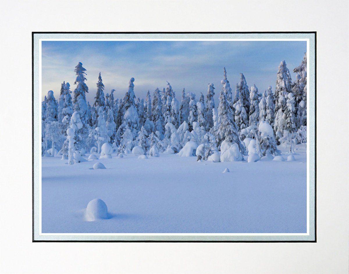 Finland Snow Forest two by Robin Clarke