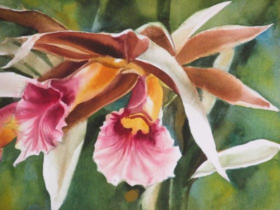 A painting a day #16 "Nun's orchid"