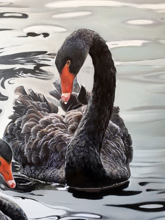 BLACK SWANS