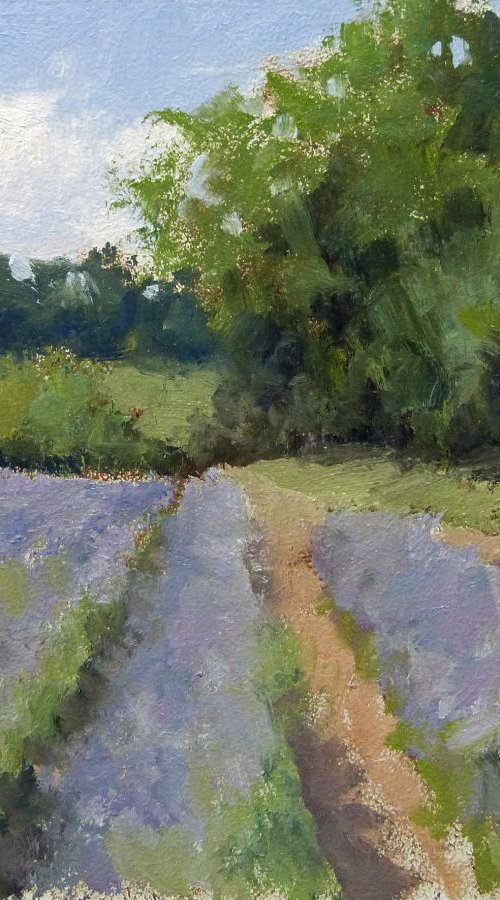 Lavender Field by Pascal Giroud