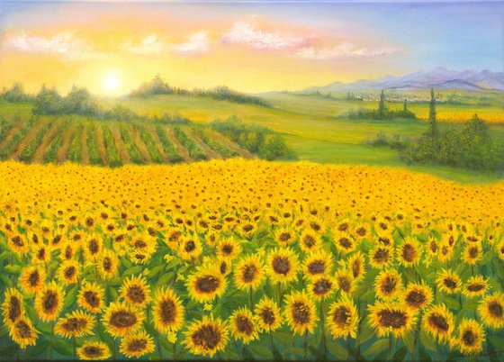 Sunrise on sunflowers
