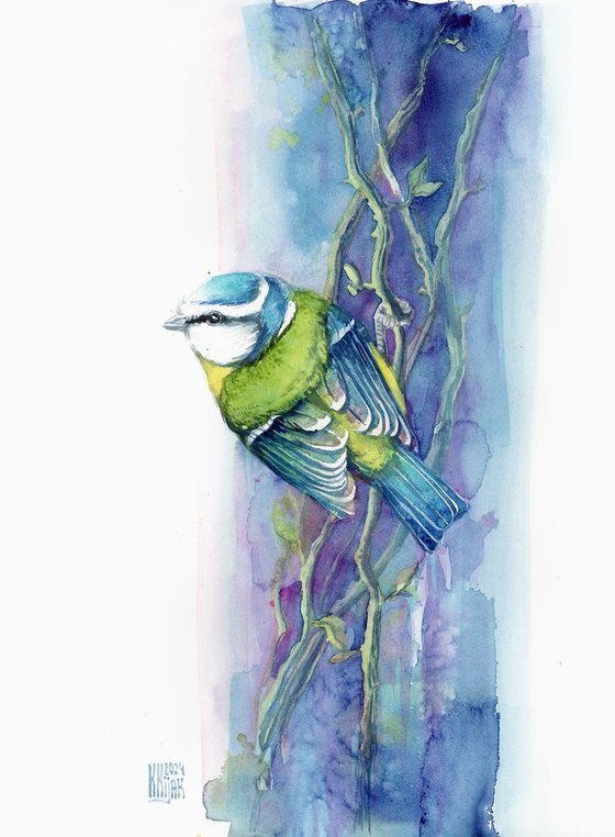 Blue tit