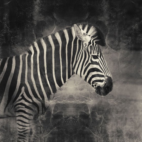 Zebra black and white