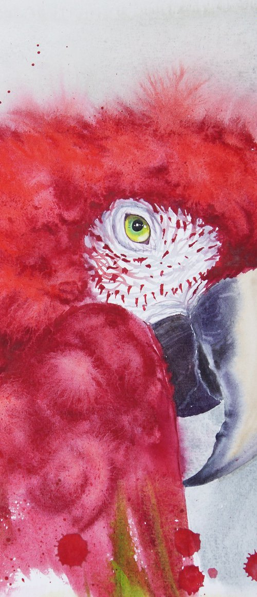 Scarlet macaw head by Olga Beliaeva Watercolour