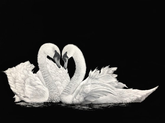 Swans in Love