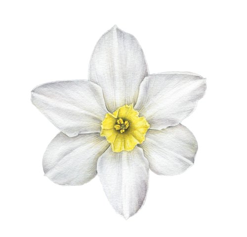 White flower Narcissus biflorus Watercolor by Alona Hrinchuk