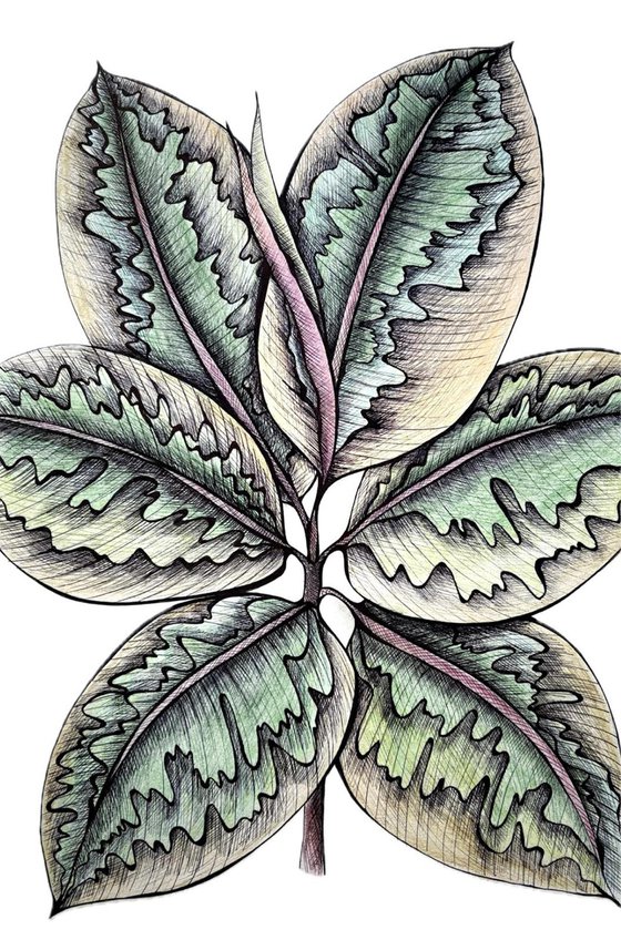 FICUS BELIZE