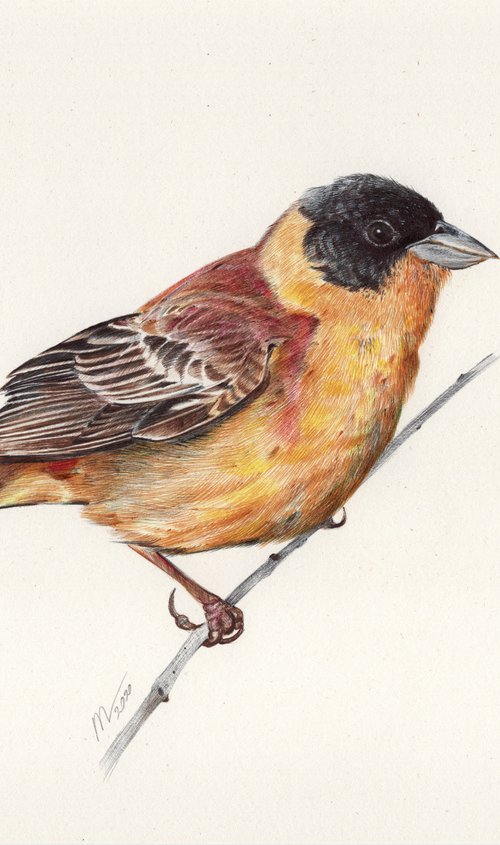 Black-headed Bunting by Daria Maier