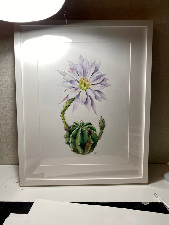 Echinopsis subdenudata watercolor botanical illustration