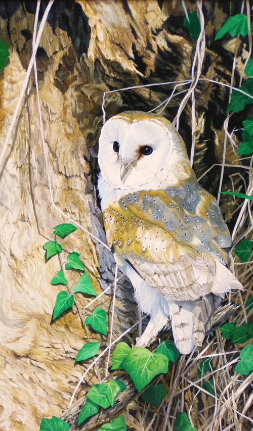 Barn Owl by Julian Wheat