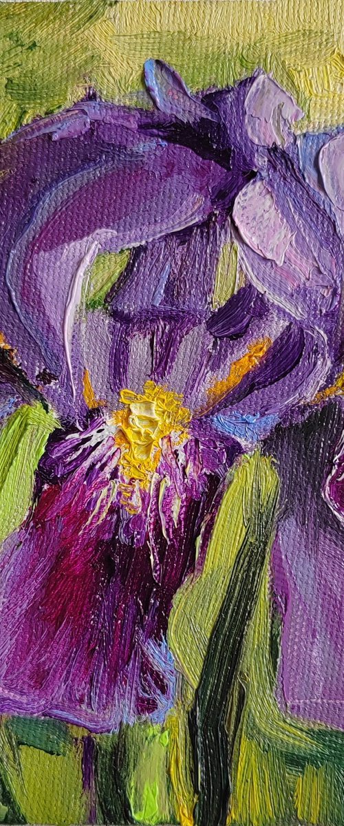 Purple iris flower by Leyla Demir