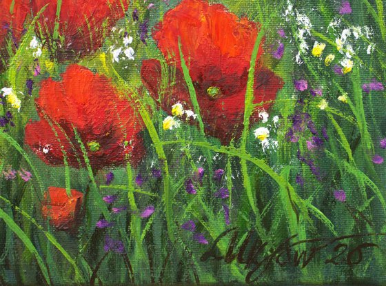 Sunrise on the poppy field