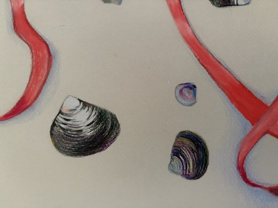 Collectors Item No. 4: Creek Shells