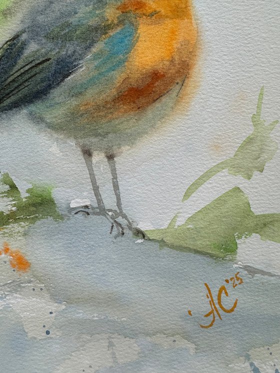 Little Robin