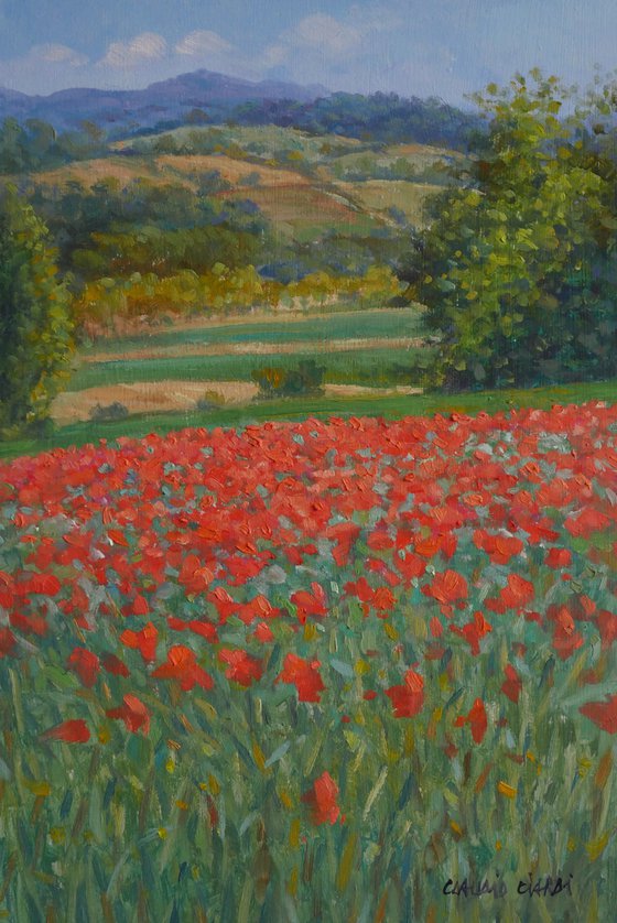 Flowering of poppies in Tuscany