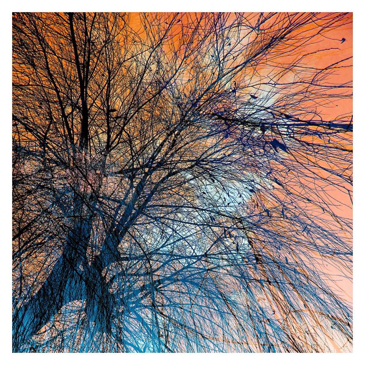 Orange Willow Sky by Chris Keegan