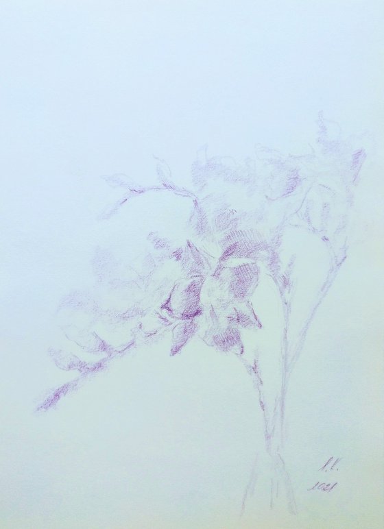 Freesias #7. Drawing with a purple pencil on paper