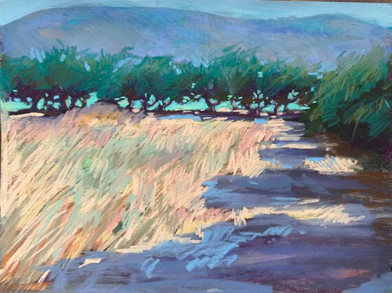 Olive trees