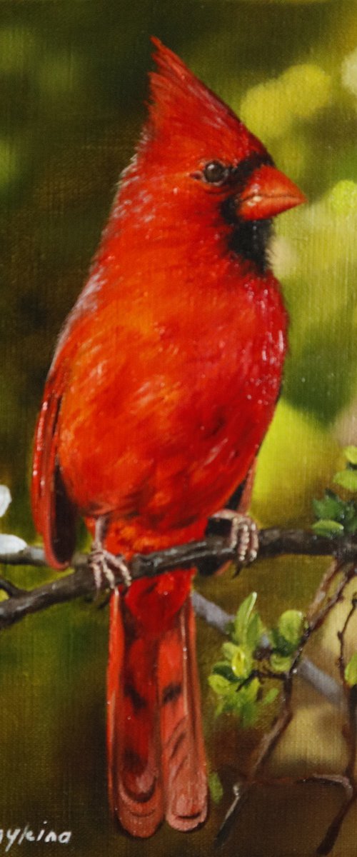 Red Cardinal by Natalia Shaykina