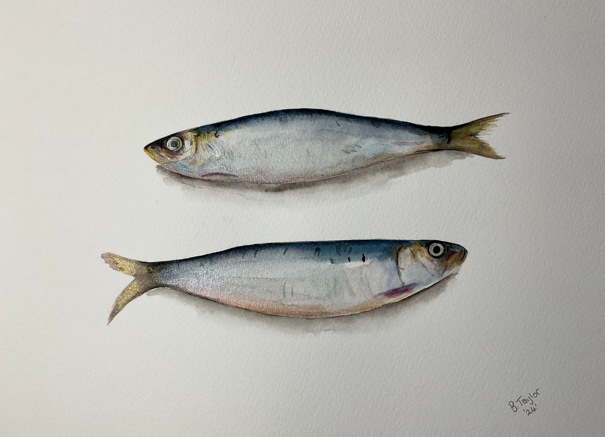 Sardines watercolour painting by Bethany Taylor