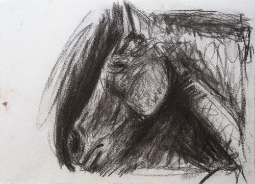 Horse In Charcoal 9x12 Ink on paper by Ryan  Louder