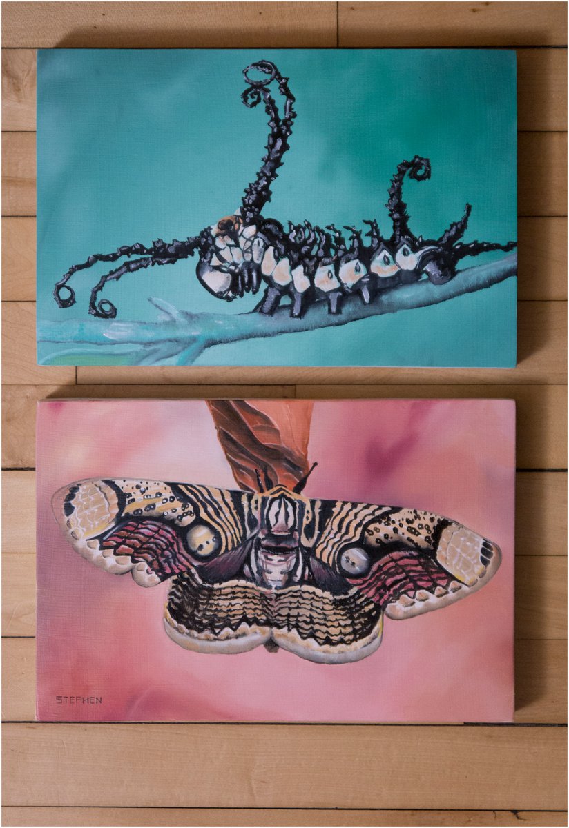 Brahmin Caterpillar and Moth by Steven M. Curtis