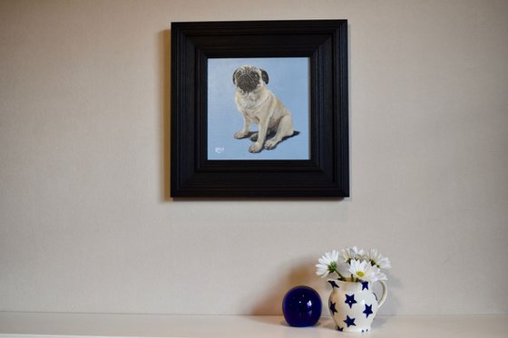 Pug