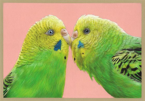 Original pastel drawing bird "Budgerigars"