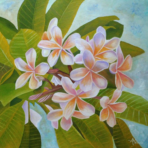 Plumeria