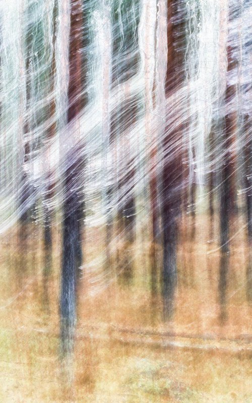 Conifers (studio 4) by Karim Carella