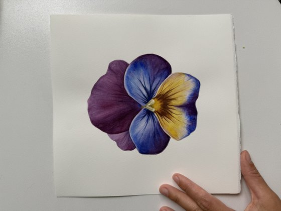 Viola