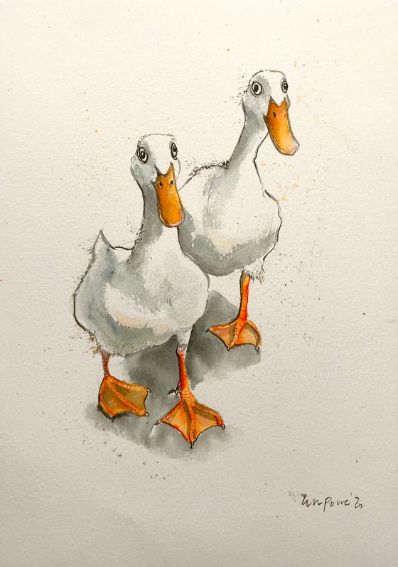 Two White Ducks