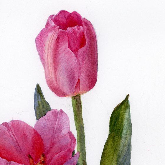 Pink tulips