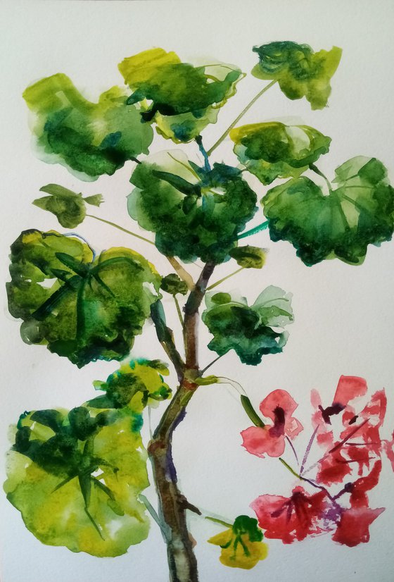 The Red Geranium