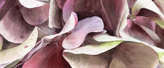 Rhapsody in Petal and Hue