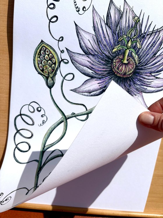 PASSION FRUIT FLOWER