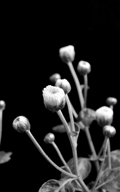 About to blossom 2 by Sumit Mehndiratta