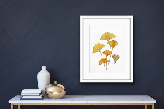 Ginkgo leaves. Watercolor on paper.