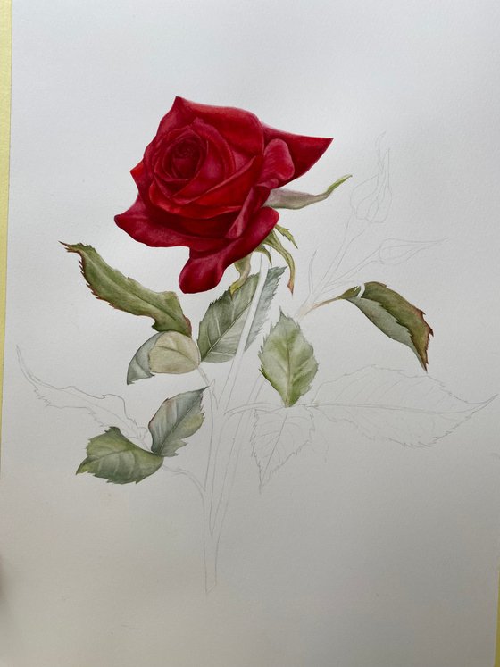 Red Rose Victory