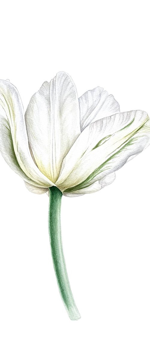 Tulip 'Tenderness' by Tetiana Kovalova