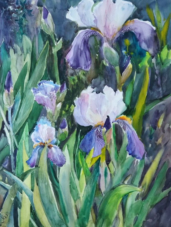 Charming irises