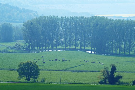 Grazing by the River Epte in Normandy