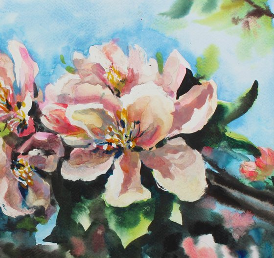 Apple blossom. Original