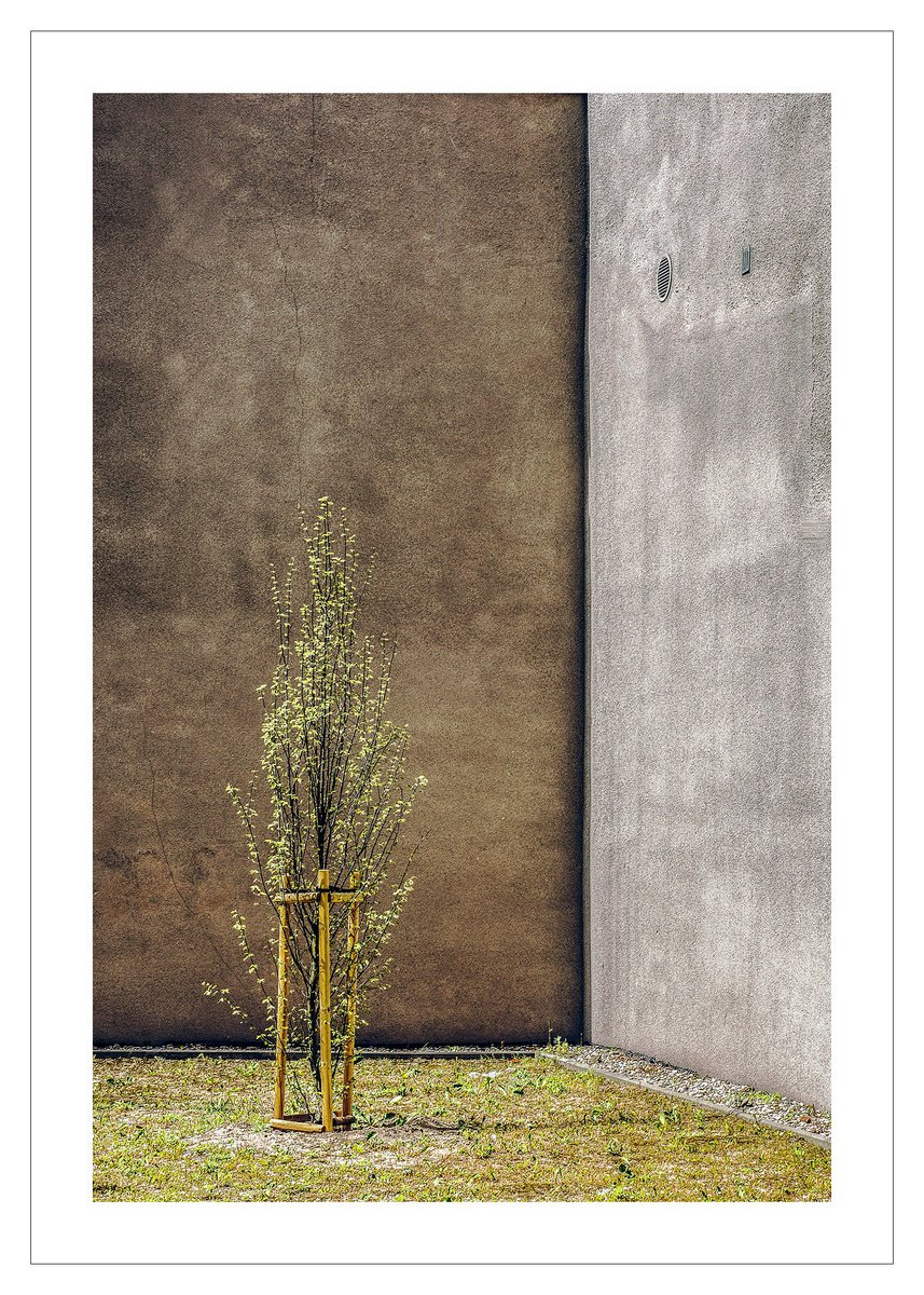 Geometric Cityscapes Photograph By Beata Podwysocka, 20 X 28, Once Upon A Tree 11, Original Artwork