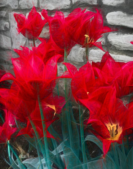 Red Tulips Against Stone Wall