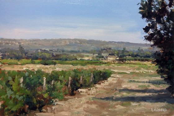Vineyards in Provence