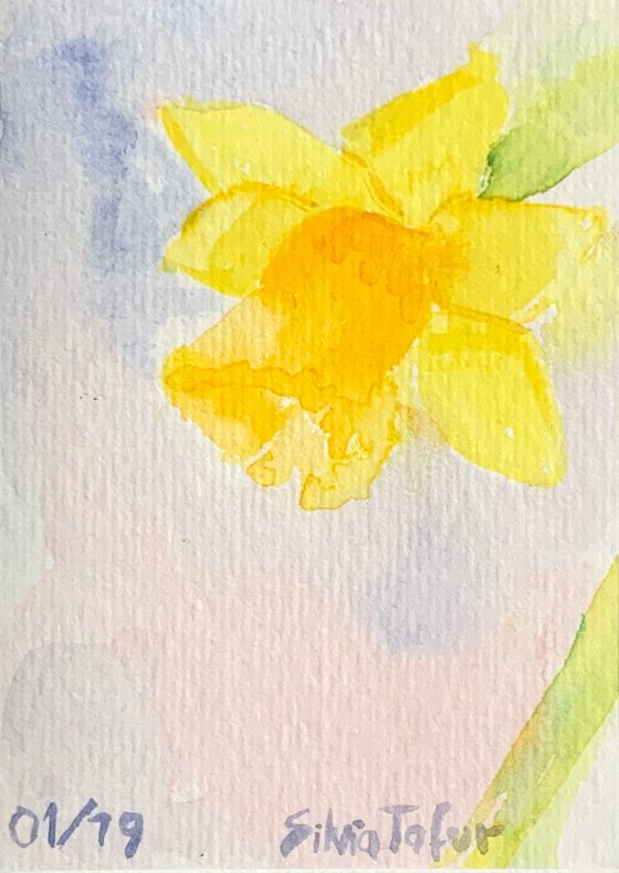 Daffodil 5