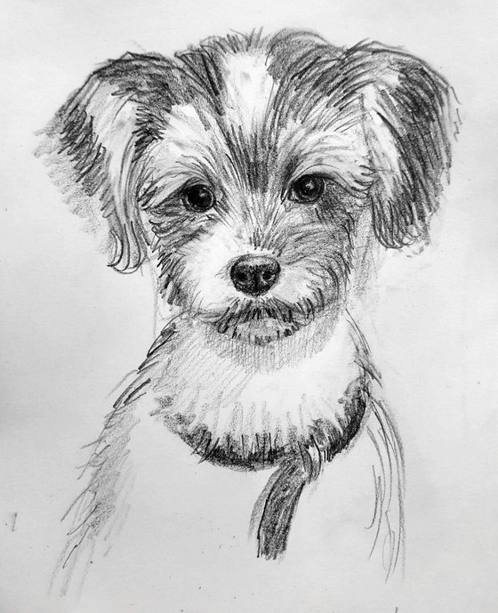 BiewerTerrier Pet Dog sketch