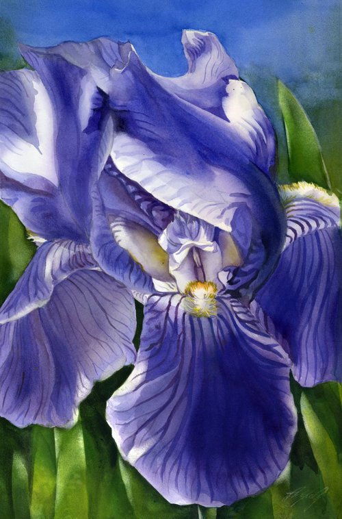 iris in the wind by Alfred  Ng