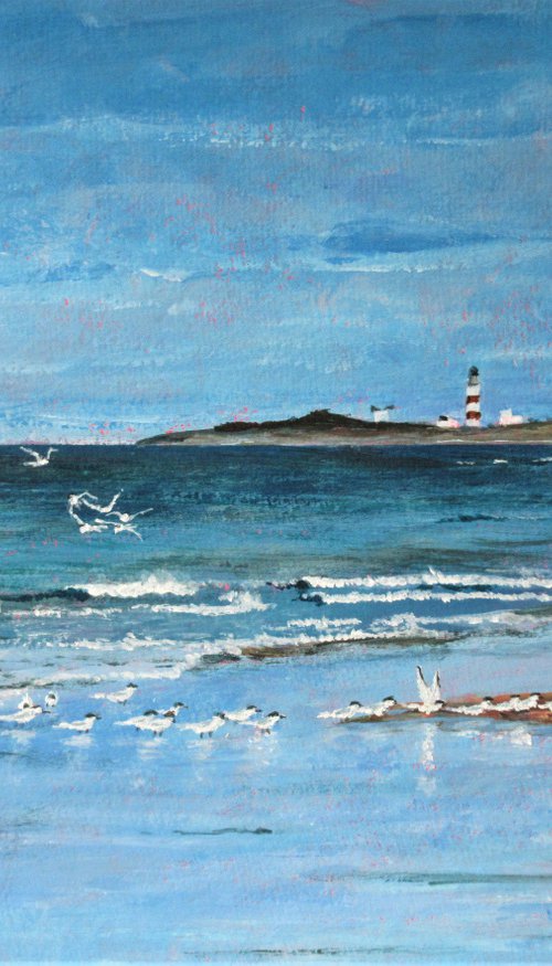 Oyster Catcher and Terns, Point of Ayre, Isle of Man by Max Aitken